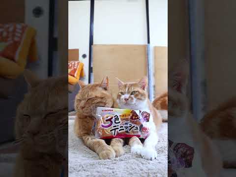 猫の動画サムネイル - ３色デニッシュ（クリーム・チョコ・つぶあん）　250531 #のせ猫　#cat #ねこ #猫のいる暮らし #cute #ネコ