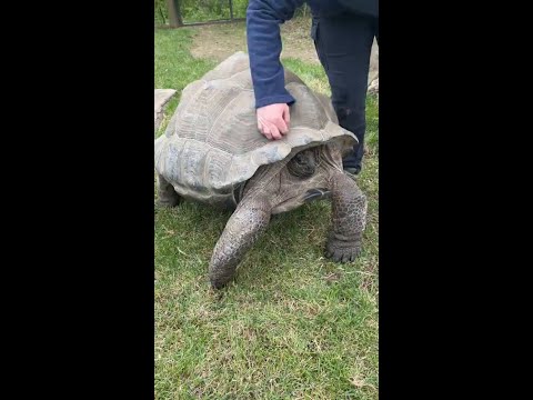Tortoise Enjoys A Good Shell Scratch