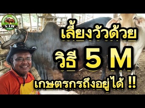 เลี้ยงวัวด้วยวิธี5Mเกษตรกรถ