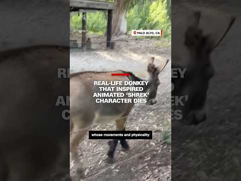 Real-life donkey that inspired animated ‘Shrek’ character dies at 30