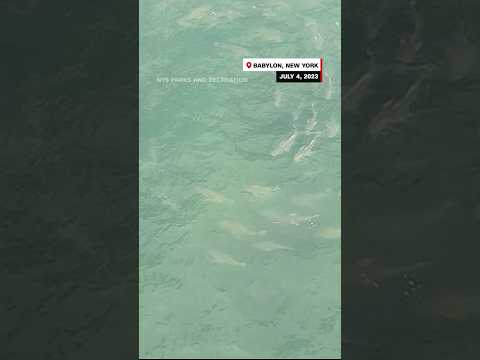 50 sharks seen swimming near beach where 5 people bitten