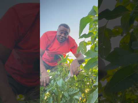 This Is How You Get More Callaloo 😱🌱