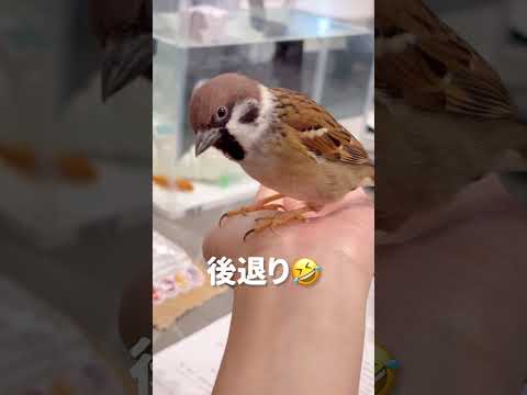 新入りを警戒する先住民。金魚を見張る保護雀 #javasparrow #スズメ #birds #shorts