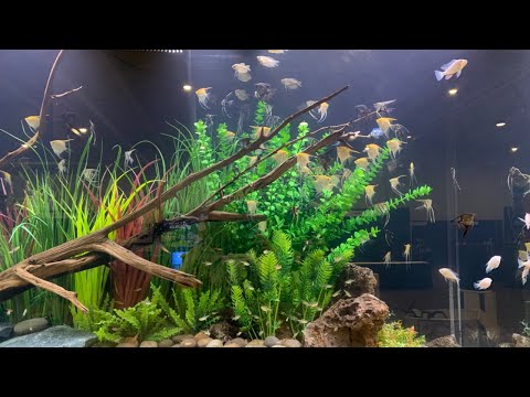 Pop up live stream Hanging out in fish room 

Thanks everyone for being!❤️🙏🏾it’s because of y’all that 