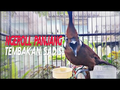 Masteran Cililin Gacor Dor Suara Jernih, Nembak Panjang Mantap Buat Isian