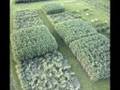 Мискантус: Illinois - Miscanthus Research 