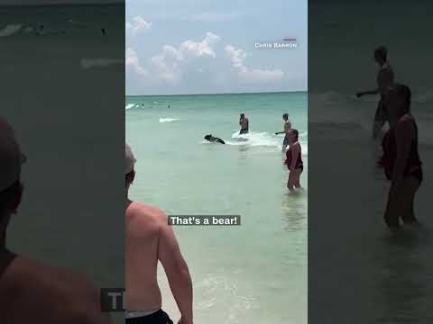 Bear emerges from ocean