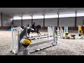 Show jumping horse 4 jarige hengst Chellano Alpha Z X VDL No Limit