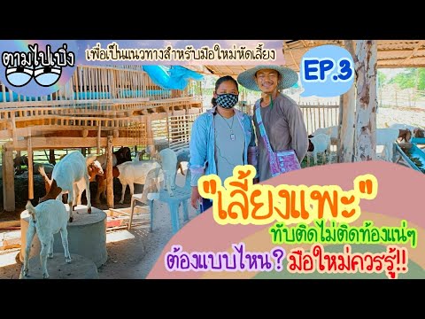 เลี้ยงแพะทับติดไม่ติดท้องแน่ๆ- เลี้ยงแพะทับติดไม่ติดท้องแน่ๆ-