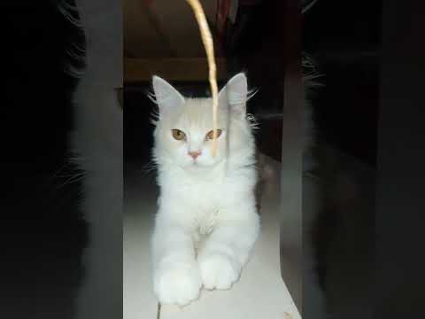 Cat videos Mochi videos Viral shorts #cat #funnycat