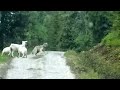 Sheep Vs Wolf in Norway (Official Clip)