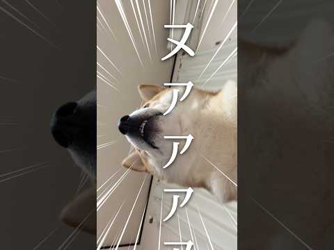 柴犬が巨大化してやりたい事