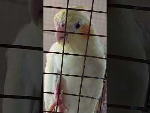 Daily cockatiel routine♥️ #birds #pets #cute #adorably #adorable #cute #cockatiel #funny #dailyvlog