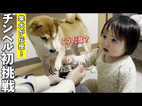 柴犬の教えで「チンベル」に挑戦する１歳児！まさかのラストに大爆笑