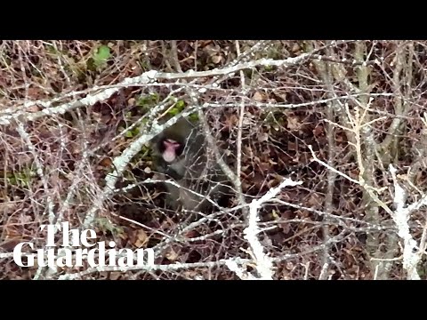 Scotland: Drone footage shows runaway monkey after fleeing wildlife park