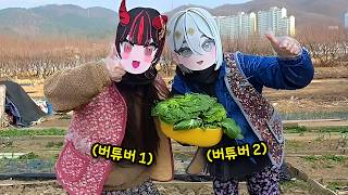 요즘 봄동이 유행이라고? 농장에서 직접 봄동 따는 버튜버