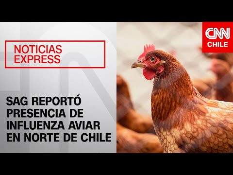 Gripe aviar: Detectan tres casos en Chile