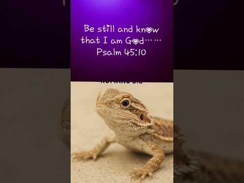 #christianmusic #dailybibleverse #beardeddragon