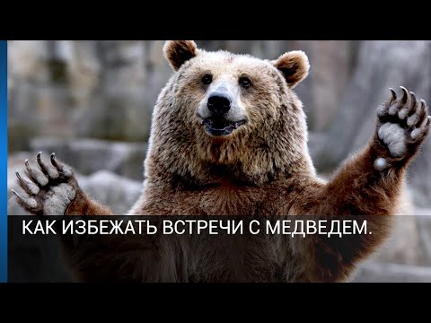 Как избежать встречи с медведем.