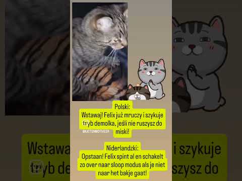 Opstaan! Felix spint al en schakelt zo over naar sloop modus🫶😻⏰... #voorjou #felix #funny