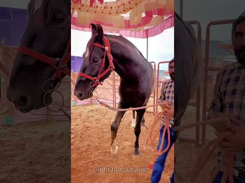 INDIA TALLEST HORSE 🐎 in pusker 8crore 😱#shorts