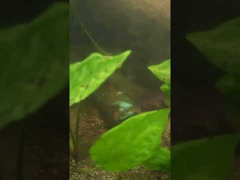 Our L157 Pleco Setup shoutout to @OnlyOscars 