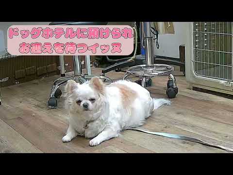 お迎え待ちの顏が切なすぎる…ドッグホテルで待つワンコ🐶