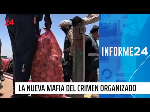 Informe 24: Contrabando de alimentos, la nueva mafia del crimen organizado