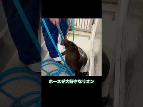 リオンはホース遊びが大好き #カリフォルニアアシカ #sealion