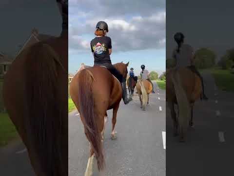 #horse #horses #pony #buiterit