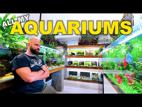 HUGE Fish Room Tour!! 50x Tanks - 1000's of Fish | 👇👇MD MERCH CLICK HERE👇👇: 
FULL SHOP_ https_//md-fish-tanks.creator-spring.com

PLANTS AN