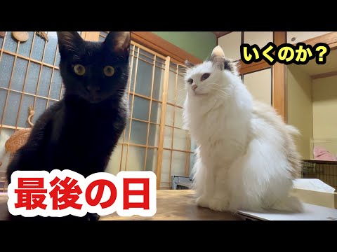 保護子猫、最後の日は一緒に寝ました／トライアル前日ムサシくんいってらっしゃい