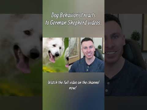 Dog Trainer reacts to German Shepherd videos part 1 #germanshepherd #dogs #dogtraining