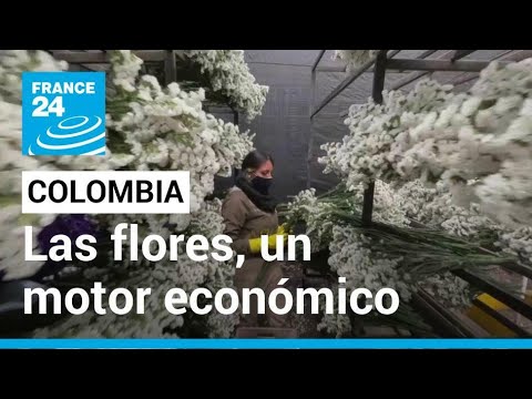 Las flores colombianas, un éxito mundial acentuado por el Covid-19 • FRANCE 24 Español