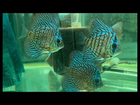 What’s happening with the Canadian Fish Expo! Join this channel to get access to perks_
https_//www.youtube.com/channel/UCv3_3wHio3yMbwAbOp06blw/j