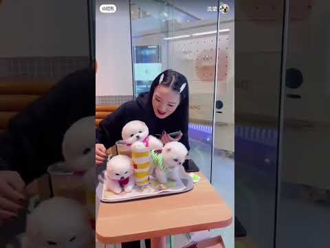 #All My Pets, One Big Hug#Caught with a Handful of Happiness#Fluffy Squad Goals