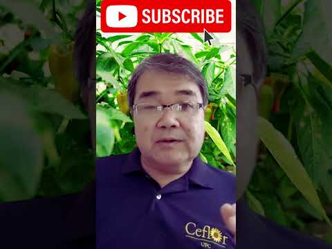 Consigo produzir pimentao em vaso? #robertotakane  #livrosubstratotecnico