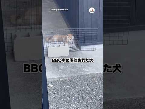 猫の動画サムネイル - 人間がBBQするために隔離された犬｜PECO