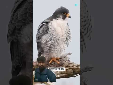 Aasman se aai mot #pigeon #facts #birds #trending #new #kabootar #kabootarba #viral