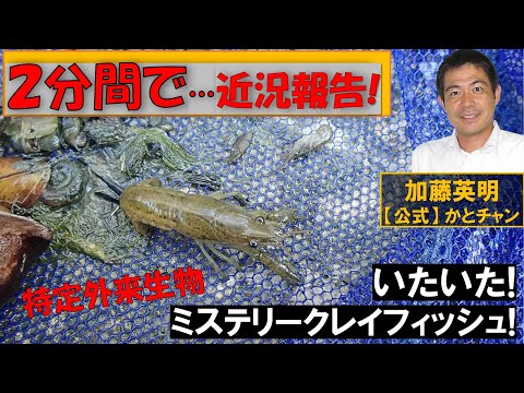 2分間で近況報告!沖縄に行っていました。ミステリークレイフィッシュもハブも!2025年4月沖縄調査!詳細は後ほど…編集遅くてすみません!加藤英明【公式】かとチャン≫ 加藤英明【公式】かとチャン