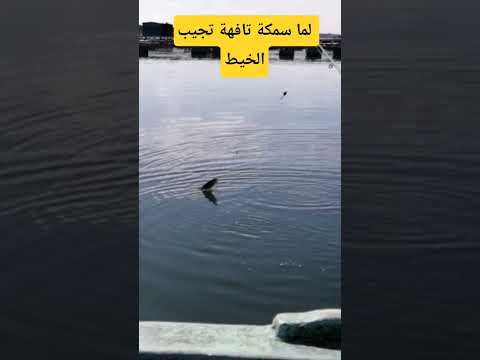مين حصلت معاه سمكة تافهة خدت الخيوط
