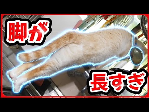 【いくらなんでも長すぎる】脚が長すぎて変?ゴーヤが欲しいミルぽんがこんなに伸びていました。20251026、カラス&四つ足クインテット(仮)