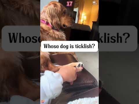 #funnyanimals#funnydogs#Amazingcute#doglover#doglife#cure#dogshorts#pet