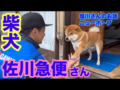 【柴犬】佐川急便さん お手するよ！