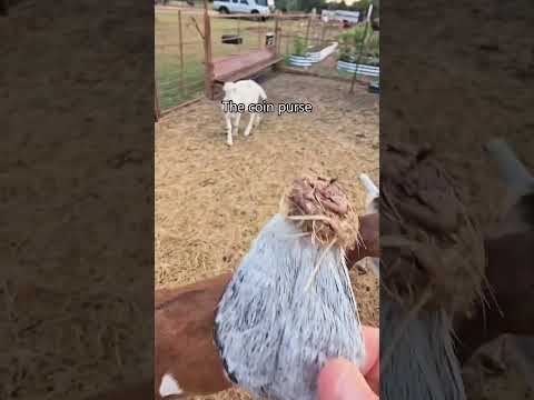 Funny goat🐐🐐#goat #funny #goats #farm #farmlife #fyp #funnyanimals #funnyvideo