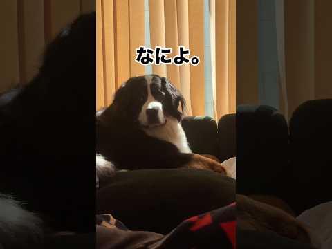どんちぃの休日🌼 #バーニーズマウンテンドッグ