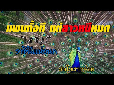 ถึงกับหยุดหายใจ-นกยูงโชว์ตัวเย ถึงกับหยุดหายใจ-นกยูงโชว์ตัวเย