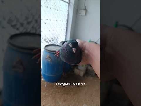 Rare Jack Ground Roller.