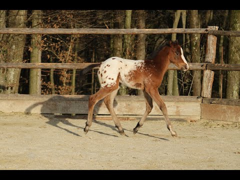 Appaloosa colt - SND MIGHTY LIL ATLAS