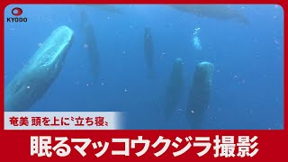 Rare Sight of Whales Sleeping Upright in Japanese Waters